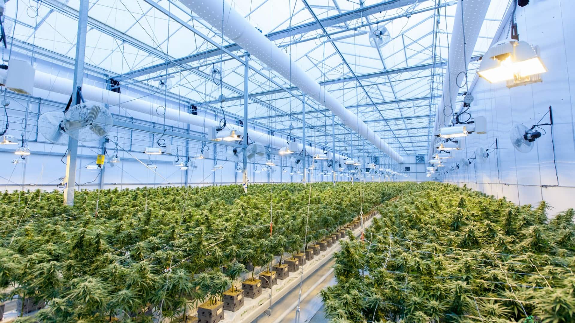 hemp farming hemp industry